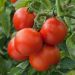 Plant de Tomate St Pierre