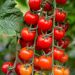 Plant de Tomate cerise