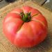 Plant de tomate Honey Moon F1 type Rose de Berne