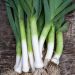 Poireau Géant précoce race Major