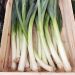 Poireau de Carentan 2 BIO