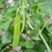 Pois mangetout demi-nain Carouby de Maussane