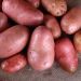 Pomme de terre Chérie