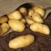 Pomme de terre Ratte Le sac de 25 plants