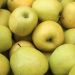 Pommier Golden Delicious Le scion