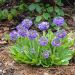 Primevère denticulée bleue - Primula denticulata