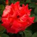 Rosier Grimpant CHRISTOPHE COLOMB ® Meironssesar
