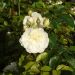 Rosier buisson MARINA PICASSO ® Meidyceus