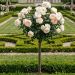 Rosier Tige CAMILLE CLAUDEL ® Meiroguste