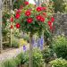 Rosier Tige FRIENDLY® RED Meiariba