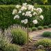 Rosier Tige FRIENDLY ® Sweet Meinatope