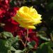 Rosier buisson CARTE D'OR ® Meidresia