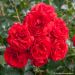 Rosier paysager Scarlet BONICA ® Meiscarlebo