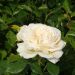 Rosier buisson CAMILLE CLAUDEL ® Meiroguste