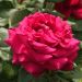 Rosier buisson CHARLOTTE RAMPLING ® Meihirvin