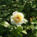 Rosier buisson Lady ROMANTICA ® Meiperette