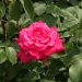 Rosier buisson VELASQUEZ ® Meimirtylus
