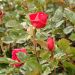 Rosier buisson ROSE DU CICR ® Meizilena