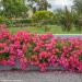 Rosier paysager Pink DRIFT ® Meijocos