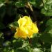 Rosier paysager LIANE FOLY ® Meijecycka