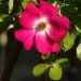 Rosier Tige FRIENDLY ® Purple Meicosme 