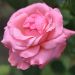 Rosier buisson Queen Elizabeth