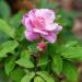 Rosier ancien Old Blush - Rosa (x) chinensis