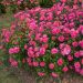 Rosier buisson Pink MEILOVE ® Meikifunk