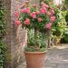 Rosier demi-tige JOLIE PROVENCE ® Meilegase