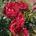 Rosier demi-tige MATTHIAS MEILLAND ® Meifolio