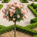 Rosier demi-tige Pink CHANTILLY ® Meilevire