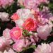 Rosier demi-tige Pink CHANTILLY ® Meilevire