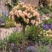 Rosier demi-tige REVE DE PARIS ® Meilowmye