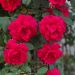 Rosier liane Guirlande fleurie 