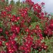Rosier paysager Rouge MEILLANDECOR ® Meineble