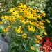 Rudbeckia Goldsturm