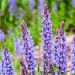 Salvia nemorosa Blauhügel, Sauge des bois