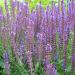 Salvia nemorosa Ostfriesland, Sauge des bois