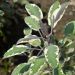Sauge officinale Tricolor