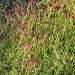 Sanguisorba Tanna, Grande Pimprenelle