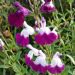 Sauge arbustive Amethyst Lips