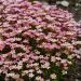 Saxifrage mousse Pixie