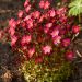Saxifrage arendsii rouge