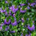 Scaevola Blue Touch