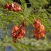 Sesbania, Flamboyant d'Hyères