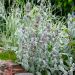 Oreille d'ours, Stachys byzantina
