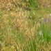 Stipa gigantea