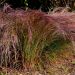 Stipa arundinacea