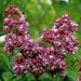 Lilas commun double Paul Thirion