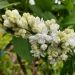 Lilas double blanc 'Dentelle d'Anjou'